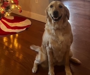 Mother of the Golden Retriever puppies born on 01/29/2025