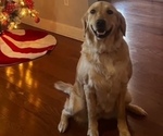 Small Photo #1 Golden Retriever Puppy For Sale in FLORENCE, SC, USA