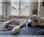 Small #1 Australian Shepherd Mix