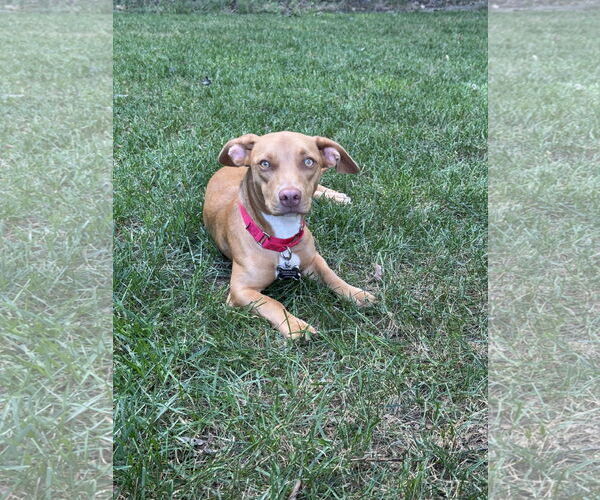 Medium Photo #5 American Pit Bull Terrier-Dachshund Mix Puppy For Sale in Thomasville, NC, USA