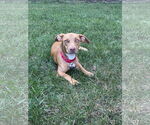 Small #4 American Pit Bull Terrier-Dachshund Mix