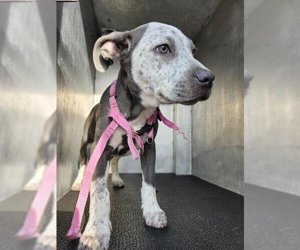 Medium Photo #1 Mutt Puppy For Sale in San Antonio, TX, USA