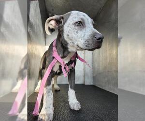 Mutt Dogs for adoption in San Antonio, TX, USA