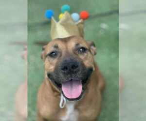 Mutt Dogs for adoption in Evansville, IN, USA