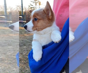 Pembroke Welsh Corgi Puppy for sale in SPOTSYLVANIA, VA, USA