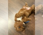 Small #6 Labradoodle