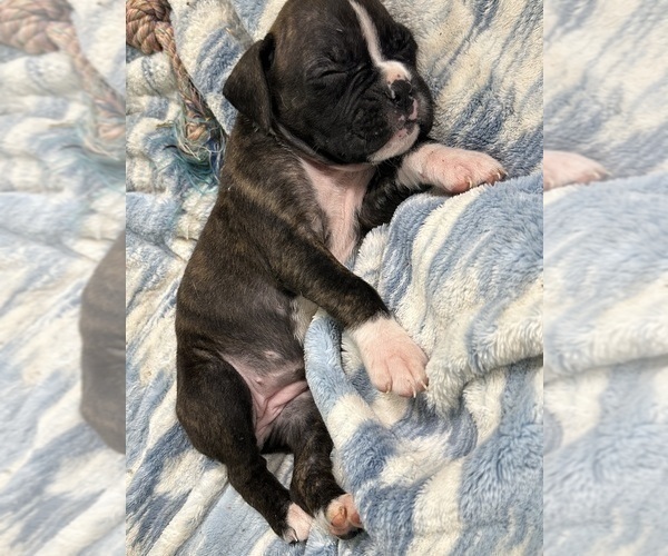 Medium Photo #5 Boxer Puppy For Sale in RALEIGH, NC, USA