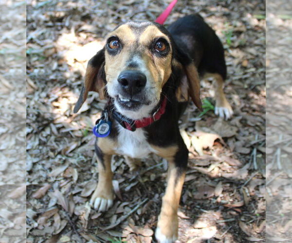 Medium Photo #7 Beagle Puppy For Sale in Dunnellon, FL, USA