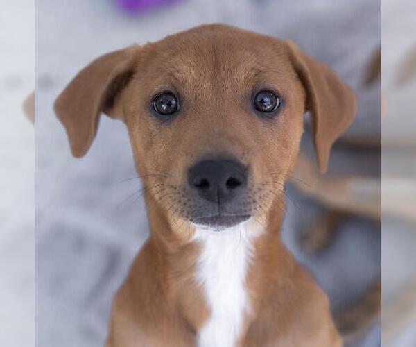 Medium Photo #6 Labrador Retriever-Unknown Mix Puppy For Sale in San Diego, CA, USA
