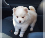 Small Photo #4 Pomsky Puppy For Sale in KANSAS CITY, MO, USA