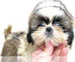 Puppy Puppy 2 Shih Tzu