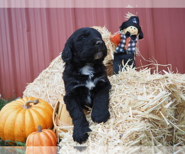 Medium Photo #1 Bernedoodle Puppy For Sale in WEST FRIENDSHIP, MD, USA