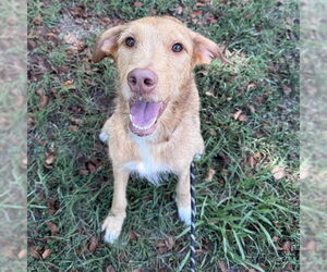 Medium Golden Retriever Mix