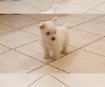 Small Photo #13 West Highland White Terrier Puppy For Sale in HAM LAKE, MN, USA