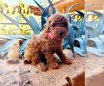 Small Photo #2 Poodle (Miniature) Puppy For Sale in CHANDLER, AZ, USA