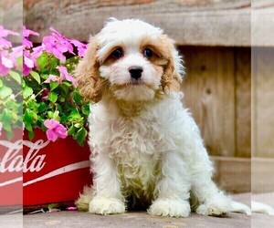 Cavapoo-Poodle (Toy) Mix Puppy for sale in DRY RUN, PA, USA