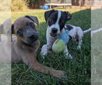 Small #2 Mutt