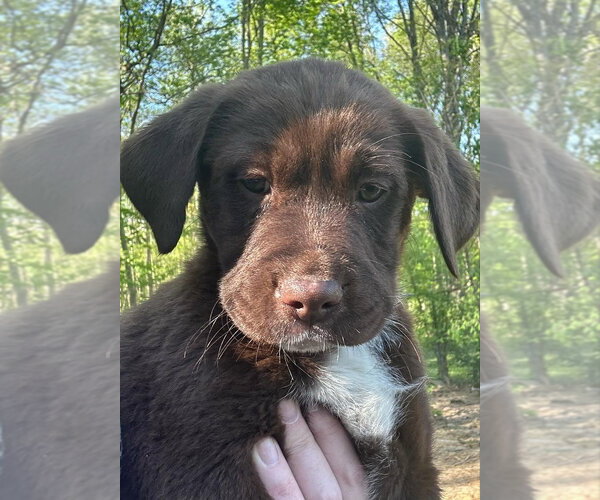 Medium Photo #1 Labrador Retriever-Unknown Mix Puppy For Sale in Aurora, IN, USA