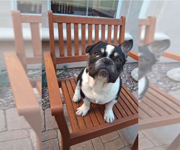 Medium Photo #6 French Bulldog Puppy For Sale in Buckeye, AZ, USA