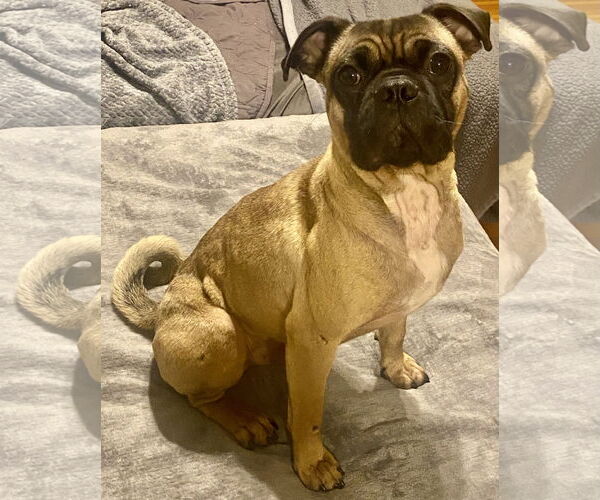 Medium Photo #4 Pug-Unknown Mix Puppy For Sale in Brooklyn Center, MN, USA