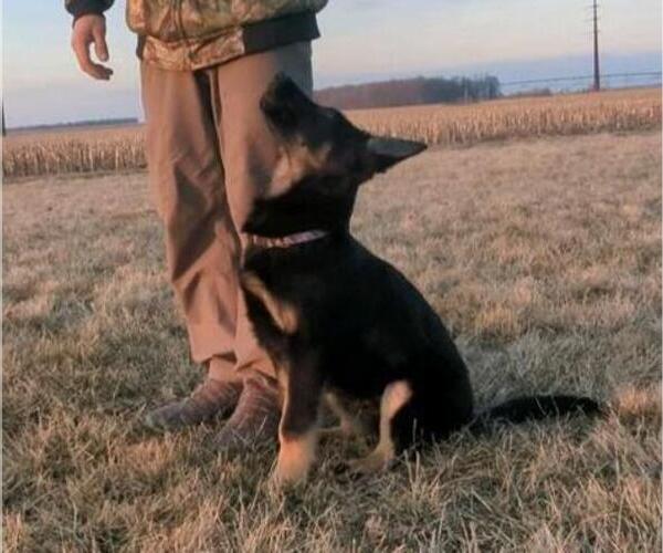 Medium Photo #11 German Shepherd Dog Puppy For Sale in MILFORD, IN, USA