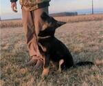 Small Photo #11 German Shepherd Dog Puppy For Sale in MILFORD, IN, USA