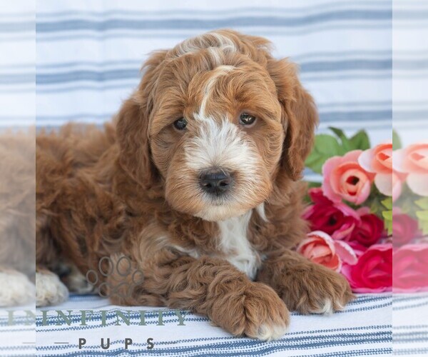 Medium Photo #5 Goldendoodle (Miniature) Puppy For Sale in DORNSIFE, PA, USA