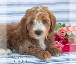 Small #4 Goldendoodle (Miniature)
