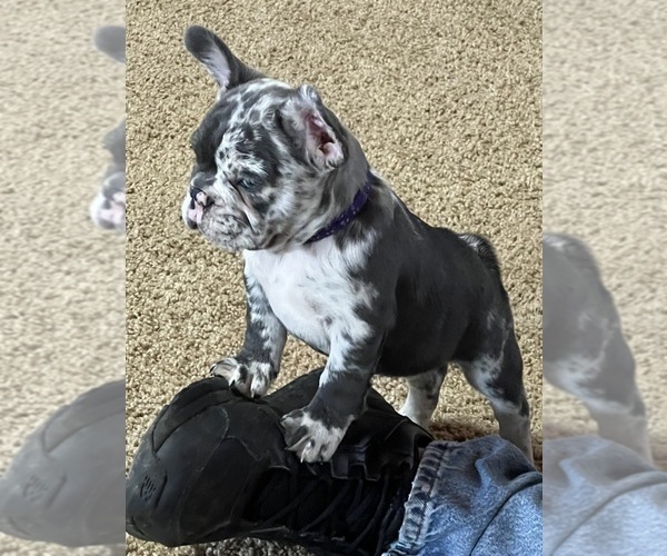 Medium Photo #2 French Bulldog Puppy For Sale in CAMERON, OK, USA