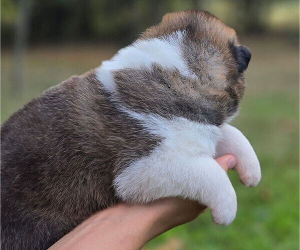Medium Photo #9 Akita Puppy For Sale in STRAFFORD, MO, USA