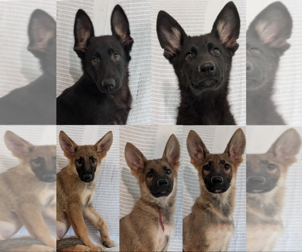 Medium Photo #1 German Shepherd Dog Puppy For Sale in ELLAVILLE, GA, USA