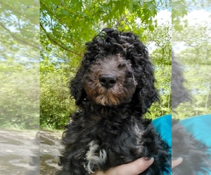 Poodle (Standard) Puppy for sale in DEFUNIAK SPGS, FL, USA