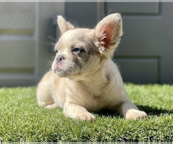 Medium Photo #6 French Bulldog Puppy For Sale in CARLSBAD, CA, USA