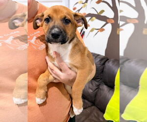 Mutt Dogs for adoption in Pompano Beach , FL, USA