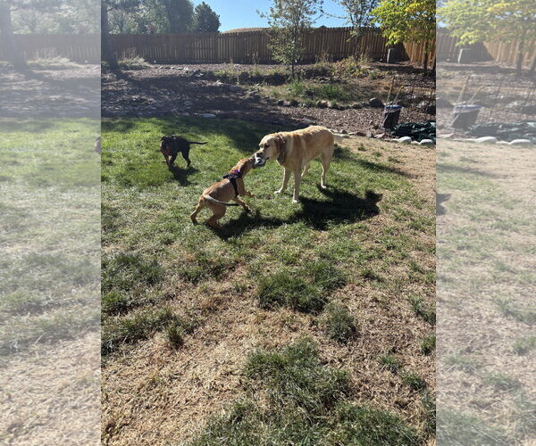 Medium Photo #4 Labrador Retriever-Unknown Mix Puppy For Sale in Aurora, CO, USA