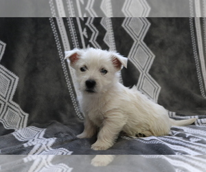 West Highland White Terrier Puppy for sale in SHILOH, OH, USA