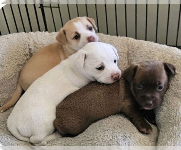Medium Photo #2 Dachshund-Unknown Mix Puppy For Sale in Santa Rosa, CA, USA