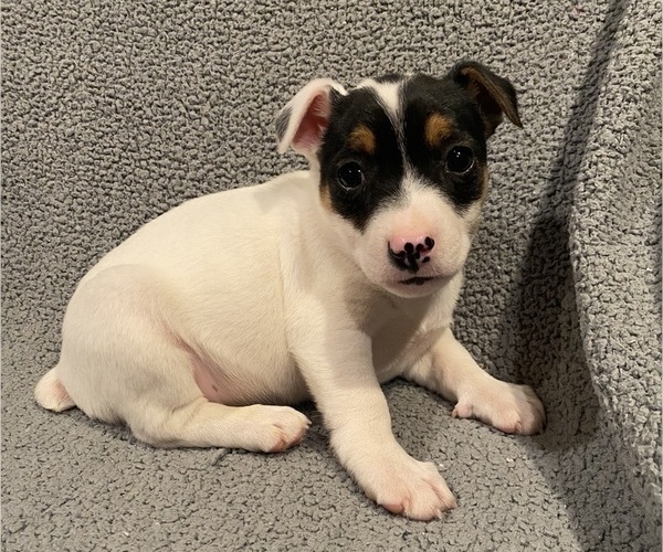 Medium Photo #19 Jack Russell Terrier Puppy For Sale in RICHMOND, MI, USA