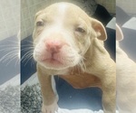 Small Photo #16 American Bully Puppy For Sale in LAKE STATION, IN, USA