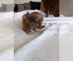 Small Photo #45 Chihuahua Puppy For Sale in SAN ANTONIO, TX, USA