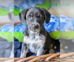Small #5 Australian Shepherd Mix
