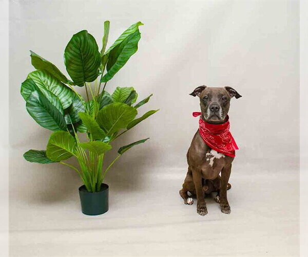 Medium Photo #2 Mutt Puppy For Sale in Sanford, FL, USA