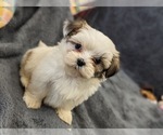 Small Photo #2 Mal-Shi Puppy For Sale in SILEX, MO, USA