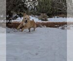 Small Photo #34 Mutt Puppy For Sale in Kanab, UT, USA