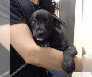 Mutt Dogs for adoption in Denver, CO, USA