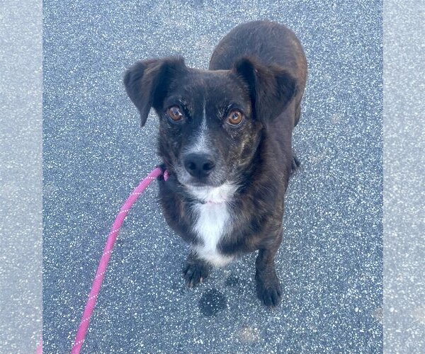 Medium Photo #3 Dachshund-Spaniel Mix Puppy For Sale in Newport Beach, CA, USA