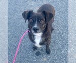Small Photo #3 Dachshund-Spaniel Mix Puppy For Sale in Newport Beach, CA, USA