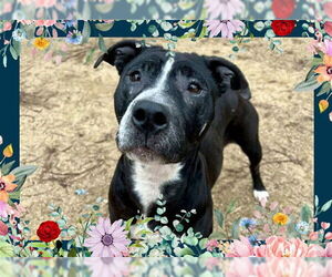 American Pit Bull Terrier Dogs for adoption in Ojai, CA, USA