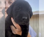 Puppy BM black Labrador Retriever
