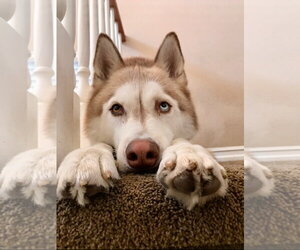 Jet - Male Siberian Husky Dog for Adoption - Photo #3